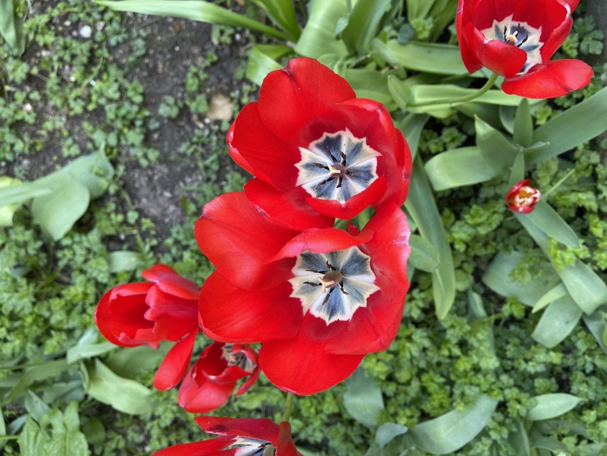 Au Jardin De La Basilique Daire Boulogne-sur-Mer Dış mekan fotoğraf
